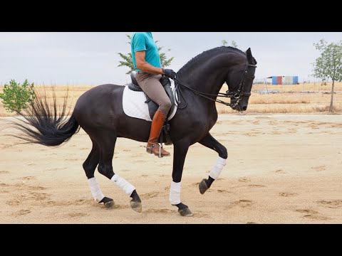 BLACK BEAUTY PRE - PIAFFE - PASSAGE