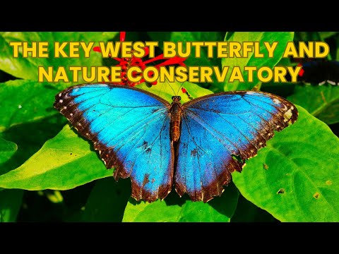 The Key West Butterfly and Nature Conservatory Florida Full Tour