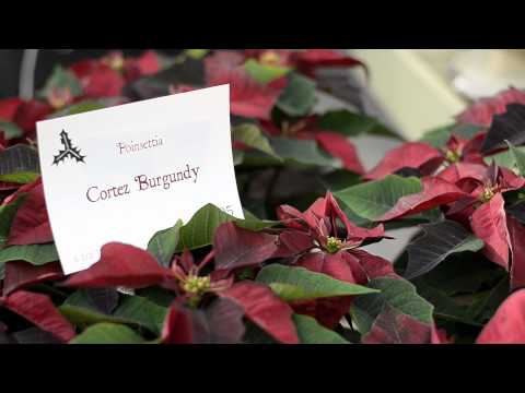 Poinsettia Varieties at Patuxent