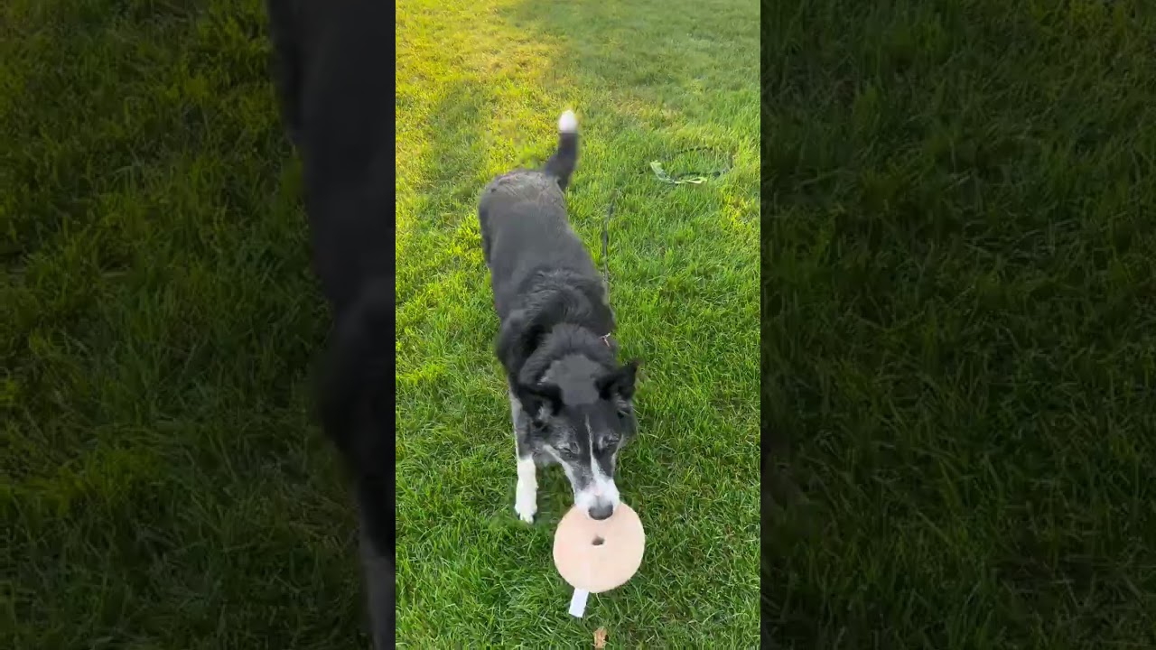 Negan, a Adoptable Border Collie in Saint Cloud, MN video 6/6