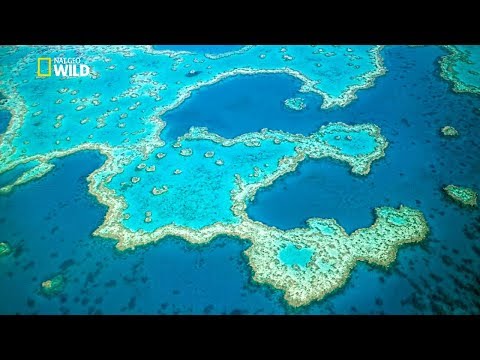 Great Barrier Reef [ National Geographic Documentary HD 2017 ]