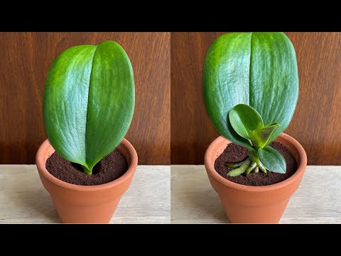 Einfach Kaffee! Orchideenblätter wurzeln sofort und blühen das ganze Jahr über.