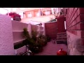 Gato Chistoso Caminando En La Pared