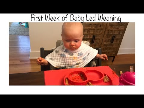 download lagu mp3 mp4 Baby Led Weaning Food Ideas 6 Months, download lagu Baby Led Weaning Food Ideas 6 Months gratis, unduh video klip Baby Led Weaning Food Ideas 6 Months