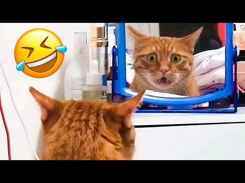 Funniest Dogs And Cats Videos 😅 - Best Funny Animal Videos 2022 😇 #9