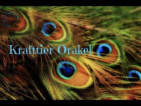 Krafttier Orakel 🦚
