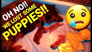Oh No!! We lost Some Puppies!! - Dealing with Fading Newborn Puppies
