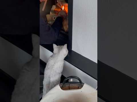 Nala hilft beim Kamin anzünden 🥹😅😍 04/24 #cat #katzen