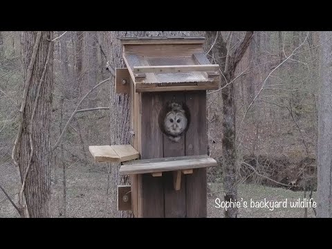 Barred owl nest with sound - Highlights, March 26-28, 2021