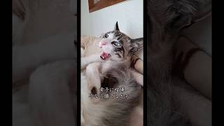 TikTokで話題の花子ファミリー🐾可愛い姿をショート動画でどんどん更新中♡チャンネル登録＆コメントで応援してもらえると嬉しいです🐱#猫#野良猫#保護猫#赤ちゃん猫#日常#癒し#母猫#cat