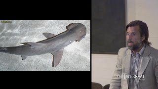 Magnetic sense: sharks do it, can we do it, too? — James Nestor at The Interval