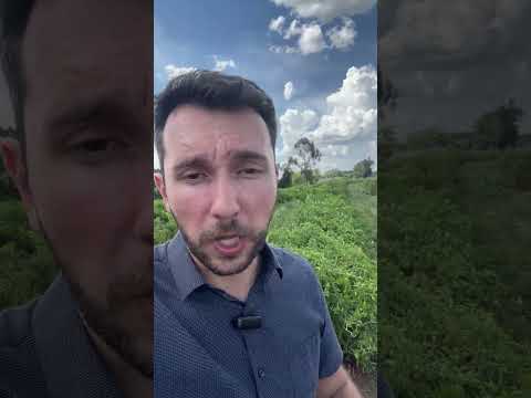 Irrigação por Gotejamento ou Aspersão