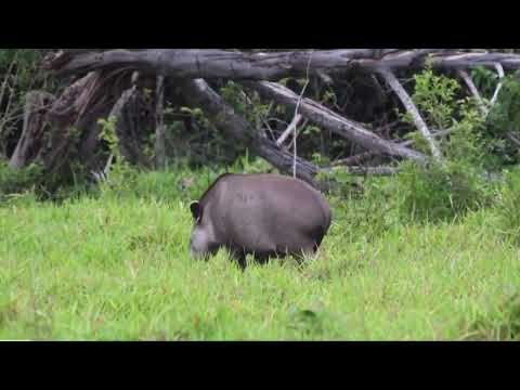🌿 Conheça a anta, o maior mamífero terrestre da América do Sul! 🐾