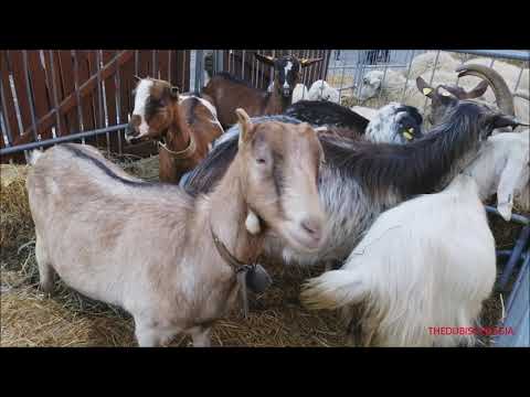 CAPRE IN ESPOSIZIONE ALLA FIERA DI S. ANDREA A PEVERAGNO. (CN) DOM. 28 - 11 - 2021.