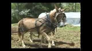 preview picture of video 'Plowing with Mules at John C. Campbell Folk School'