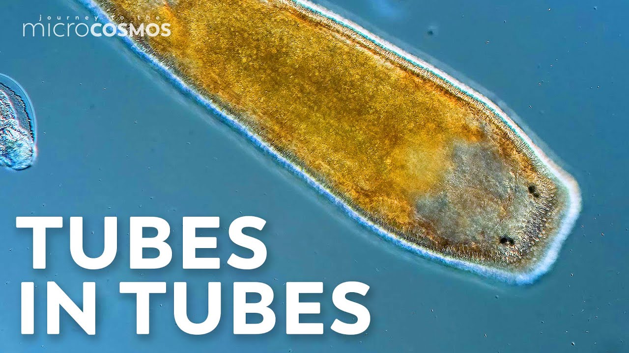 Flatworms: Simple Wiggly Tubes