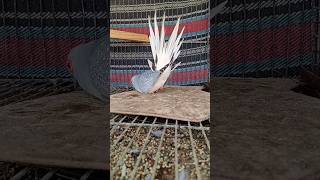 Dancing white tail dove 🤩 Beautiful doves breedings hatching feeding Diamond doves Doves sounds 😍