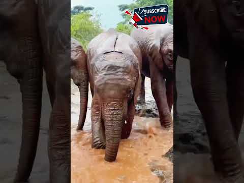 The Elephant Waterpark We Deserve #shorts #elephant #fun #animal