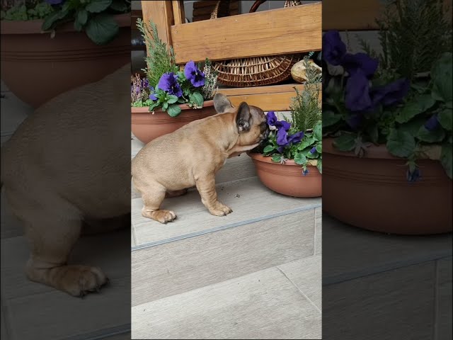 Bulldog Francés cachorro en venta