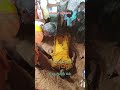 வீரப்பூர் அண்ணன்மார் பொன்னர் சங்கர் 