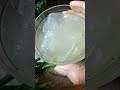Silky Shiny Hair At Home Shampoo For Smooth And Silky Hair Haircare Silkyhair Ytshorts Shorts