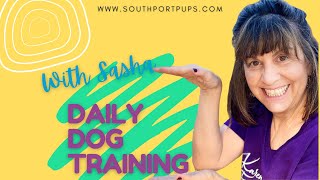 To Hot TO Train Outside! Cookie Shifts with Sasha | Small Dog Paw Targets for Indoor Fitness