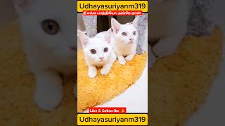 Download lagu cat mindvoice 😂#cat #catlovers #trending #shortsfeed #funny #funnypet #comedy mp3