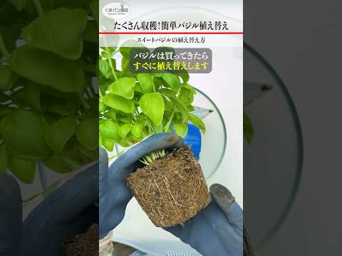 低木バジル 植物