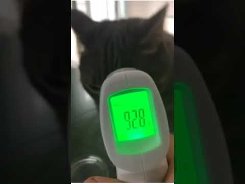 I took my cats temperature with a digital thermometer!