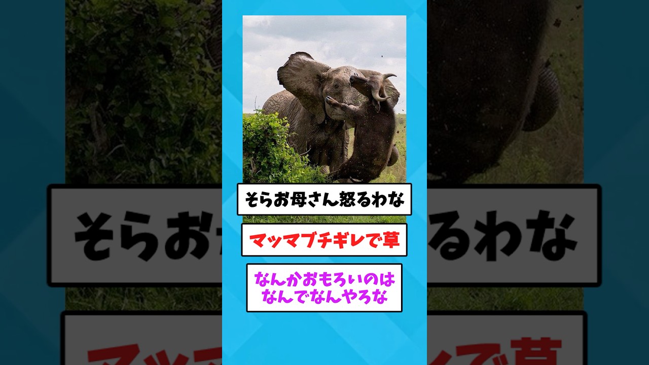 【2ch面白いスレ】牛さんがゾウの子供を襲った結果 wwww