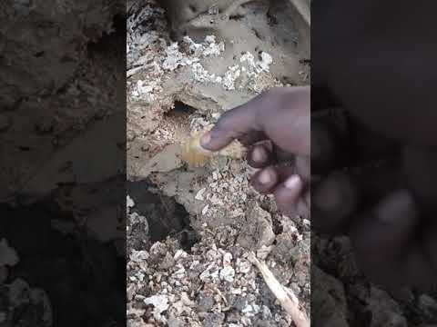 Biggest Queen Termite smoked out of Nest|Hunter gatherers society|offgrid Homesteading#shorts#viral