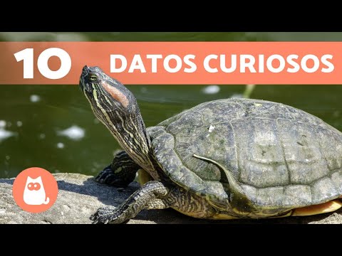 10 FUN FACTS about TURTLES that you didn't know about 🐢