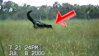 Strange Creatures Caught on Tape that No One Could Believe Were Real