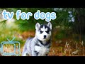 NO ADS Dog TV Music Entertaining Adventure For Dogs