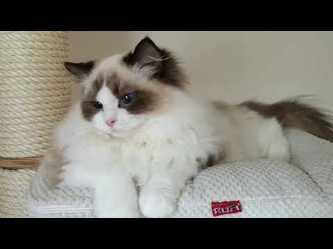 Pionono mit 7 Monaten