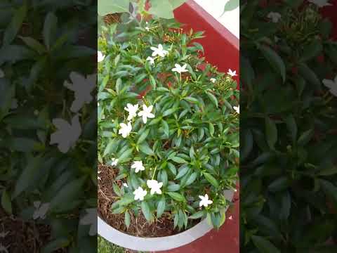 #beautifulnature #myguardan#flowers 🌿🤗🎋🌹💐🌾🌸🪷🌷🌺