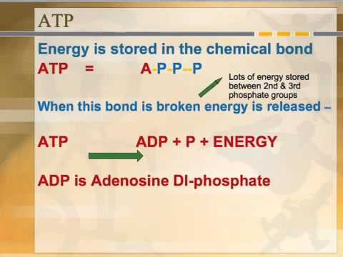 download lagu mp3 mp4 Atp Fitness, download lagu Atp Fitness gratis, unduh video klip Atp Fitness