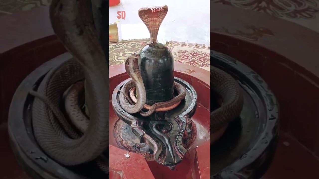 😳शिवलिंग पर चमत्कारी दर्शन नागराज के😳#bholenath #mahadev #mahakal #shortsfeed #viralvideo #bhakti