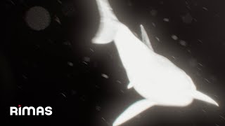 Yandel - Donde Fue Cuando Fue (Visualizer) / Infinito