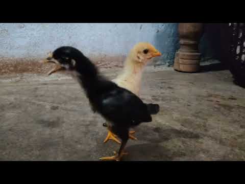 Baby chicken sounds || chicks chirping sounds (cute playing)