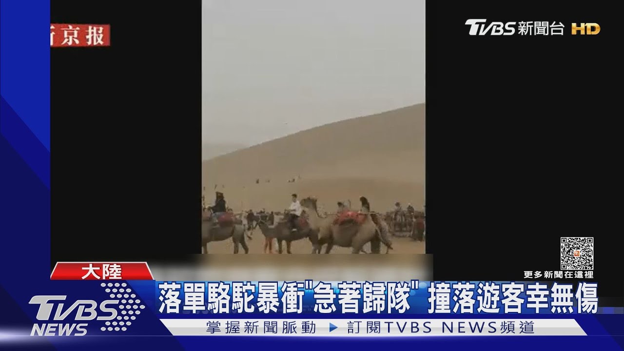 急著歸隊!月牙泉落單駱駝暴衝 「擊落」無辜遊客