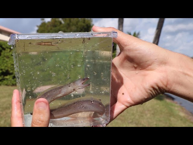 ANGRY EEL Caught In FISH-TRAP!!