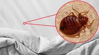 ¿Por qué aparecen las chinches de cama