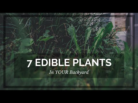 7 Edible Plants in your BACKYARD