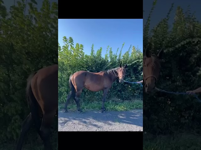 Jument réformée de courses