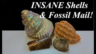 Cleaning Phenomenal Seashells and "Pearling" Top Shells, Plus Amazing Fossil Mail Time!