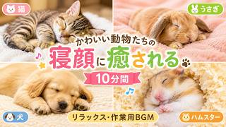 眠る動物と癒しの音楽｜猫・うさぎ・犬・ハムスターのかわいい寝顔｜リラックス・作業用BGM