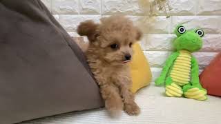 ハーフ犬の動画01