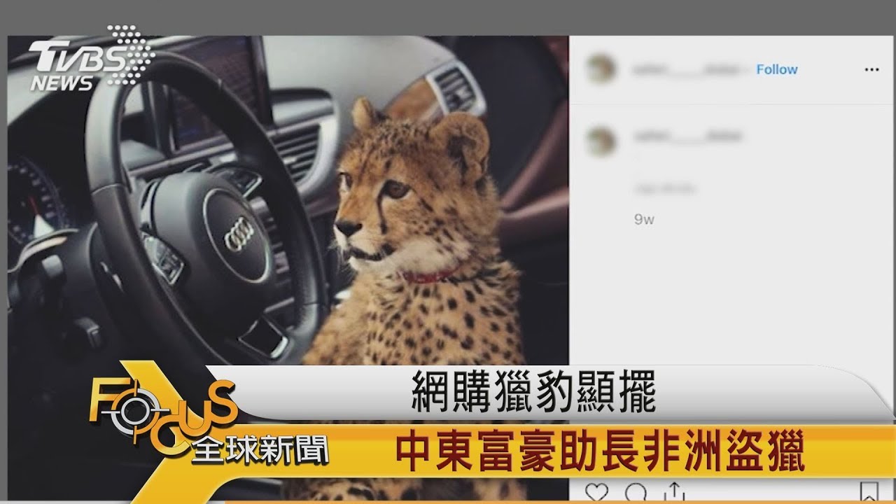 網購獵豹顯擺 中東富豪助長非洲盜獵