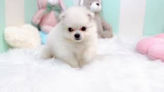 ハーフ犬の動画01